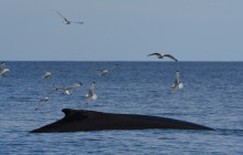 Friends of Moby Dick18