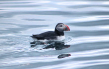 Friends of Moby Dick19