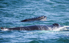 Friends of Moby Dick22