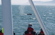 Friends of Moby Dick12