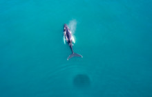 Friends of Moby Dick24