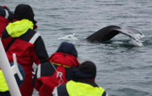 Friends of Moby Dick13