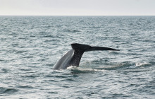 Friends of Moby Dick27