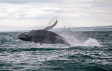 Friends of Moby Dick28