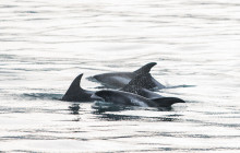 Friends of Moby Dick29