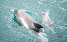 Friends of Moby Dick14