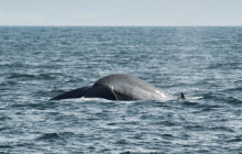 Friends of Moby Dick33