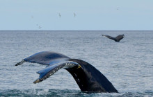 Friends of Moby Dick35