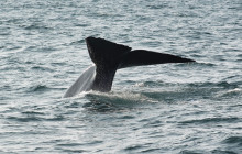 Friends of Moby Dick18