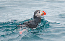 Friends of Moby Dick19