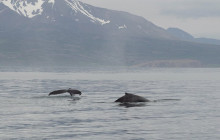 Friends of Moby Dick38