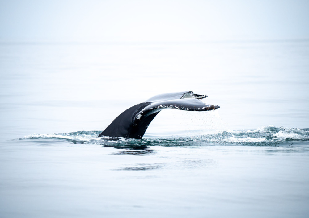 Friends of Moby Dick