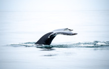 Friends of Moby Dick39