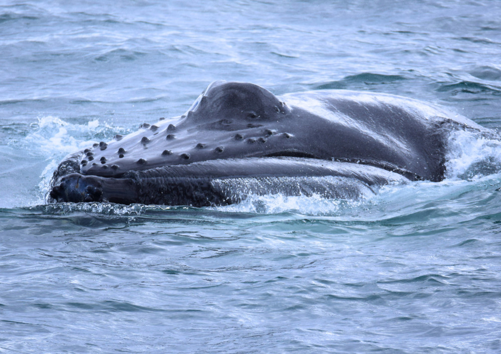 Friends of Moby Dick