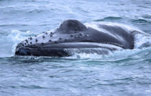 Friends of Moby Dick20