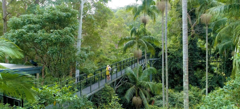 Tamborine Mountain Hop On Hop Off + Glow Worms & Rainforest Skywalk