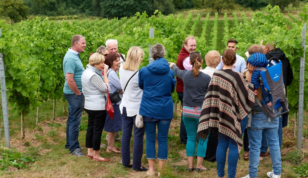 Guided English Vineyard Tour with Wine Tasting & Two-Course Lunch