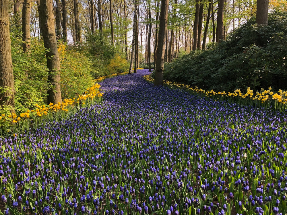 Private Day Tours Amsterdam