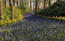 Private Day Tours Amsterdam4