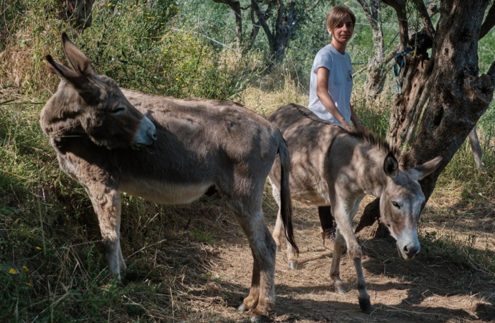 Walk with Donkeys in the Hills of Pisa
