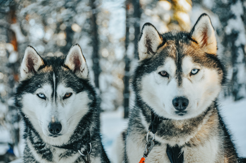 Rovaniemi: Riisitunturi National Park Experience, 10 Km Husky Ride & Lunch.