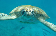 Beautiful Barbados Tours and Excursions Ltd2