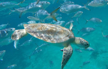 Beautiful Barbados Tours and Excursions Ltd4