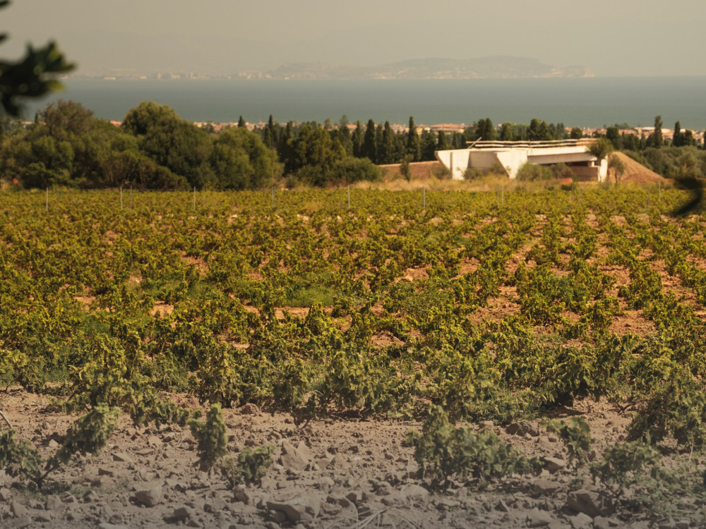 Wine Tasting & Winery Visit on Cagliari Countryside Hills