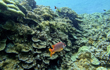 Maui Snorkeling11