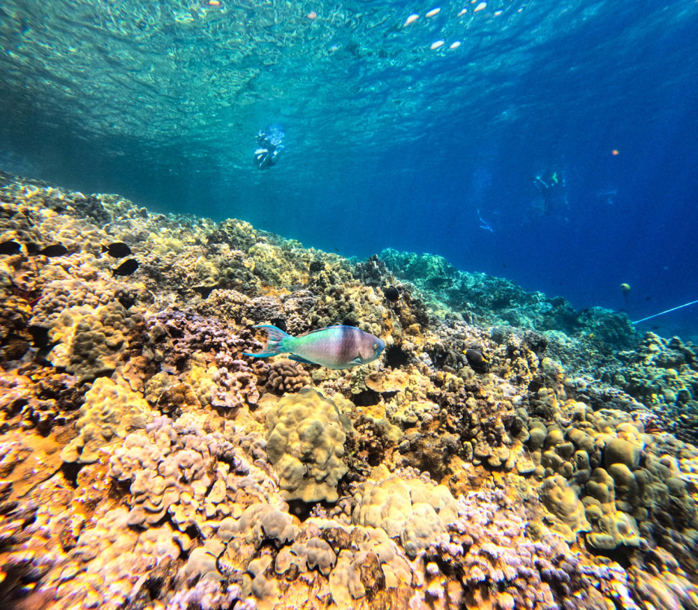 Maui Snorkeling