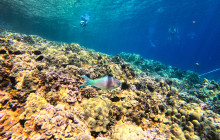 Maui Snorkeling15