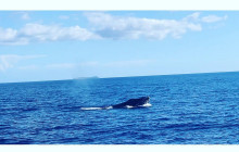 Maui Snorkeling1