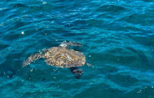 Maui Snorkeling5