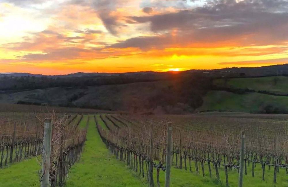 Luxury Winery Tour & Tasting with Local Food in Scansano