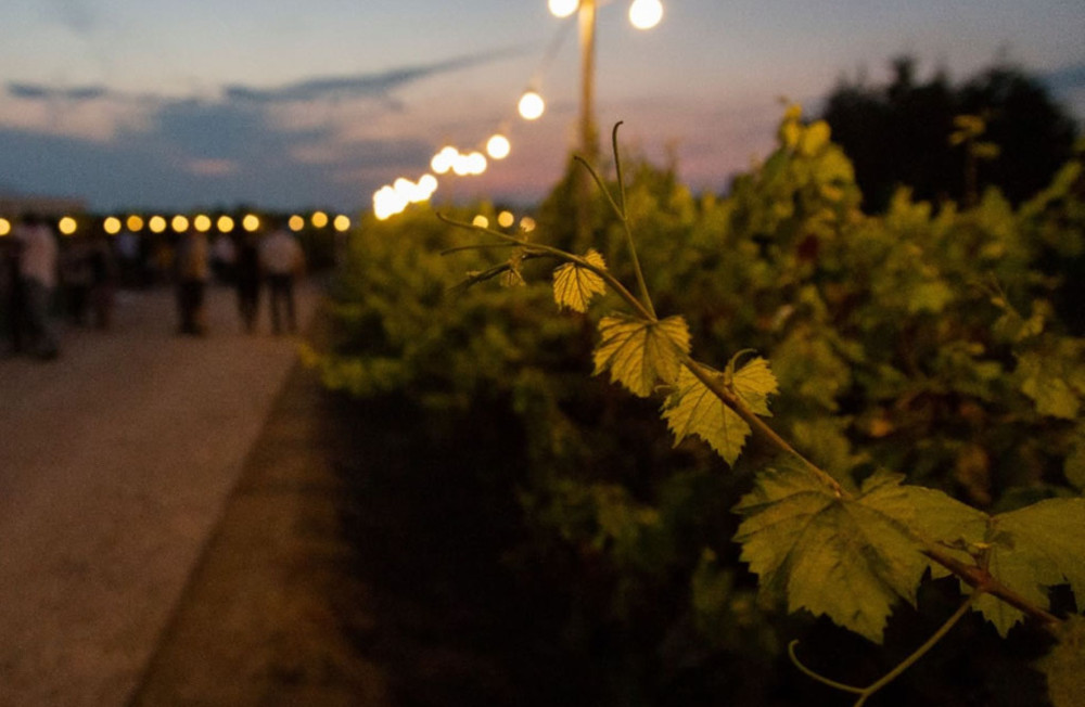 Winery Visit with Wine & Food Tasting near Ravenna