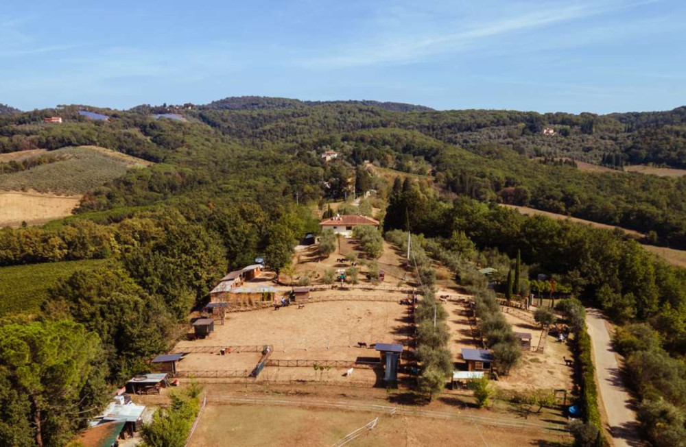 Walk with Donkeys in the Olive Orchard near Florence