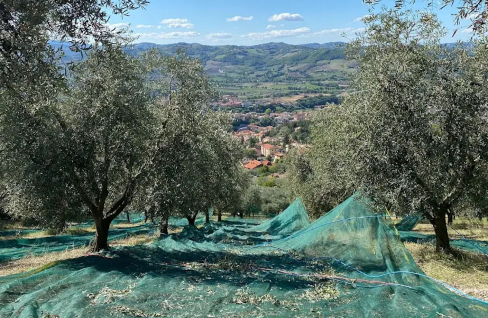 Olive Mill Tour & Tasting with Food near Gubbio & Perugia