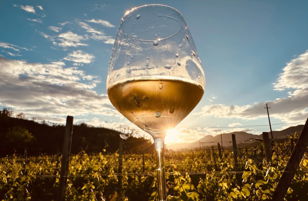 Winery & Vineyard Tour with Wine Tasting & Food in Albenga