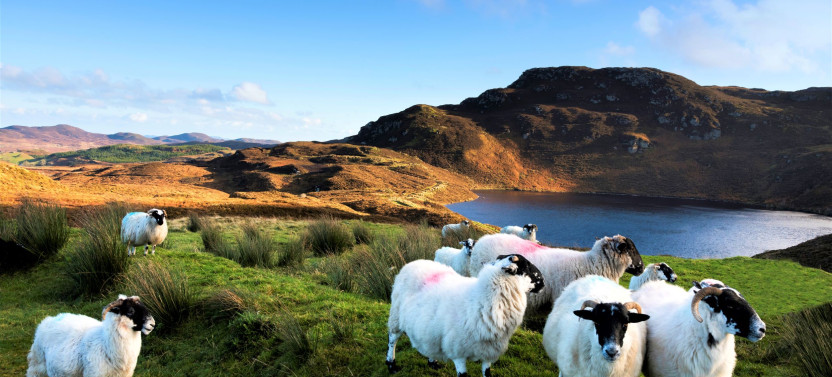 Guided Connemara, Kylemore Abbey & Sheep Herding Tour from Galway City