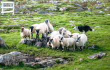 Ireland Wild Escapes5