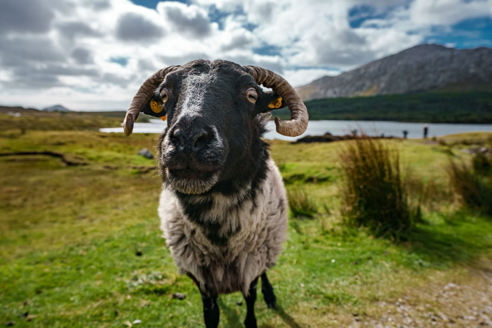 Ireland Wild Escapes