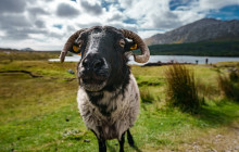 Ireland Wild Escapes9