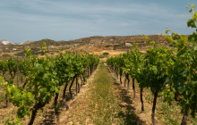 Philema Food Tours80