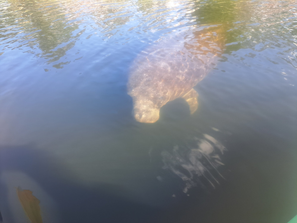  Manatee and History Tour  (Only Available Nov- Feb)