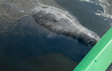 River Wild Kayaking5