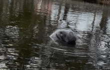 River Wild Kayaking7