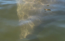 River Wild Kayaking10