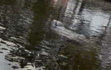 River Wild Kayaking11