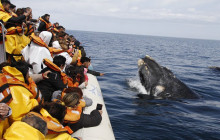 Animal Travel2