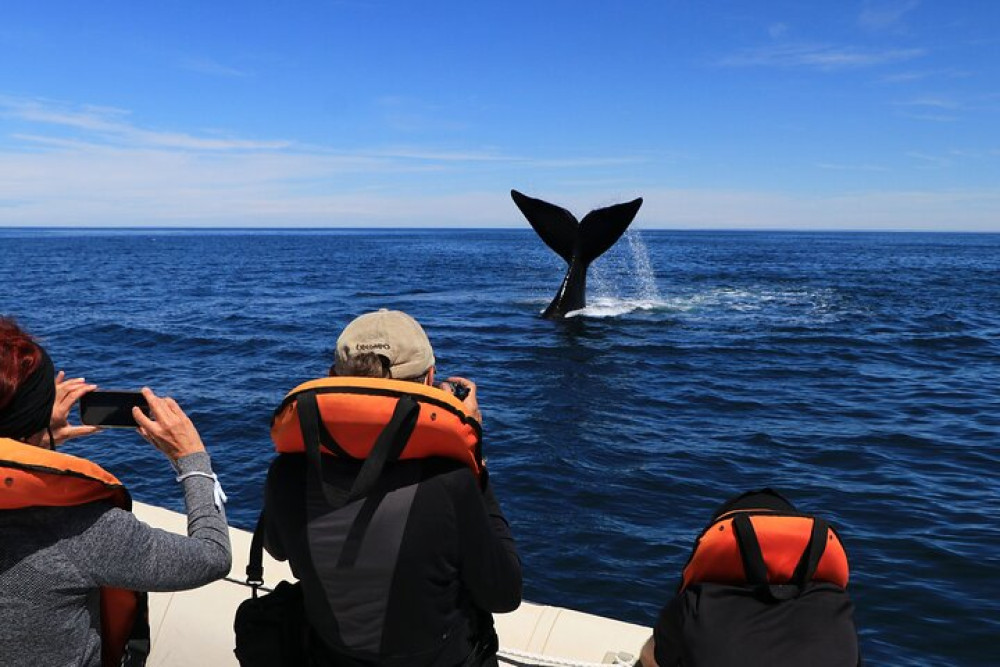 Only Whales in Puerto Madryn: Full Day Tour Regular